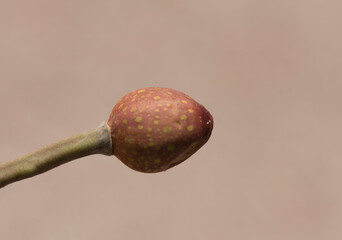 A fruit of the rubber fig ( Ficus elastica), is a species of flowering plant in the family Moraceae.