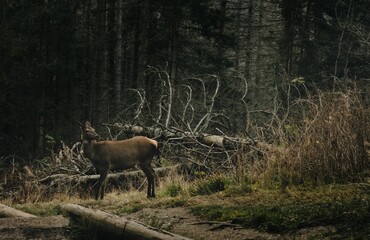 a small elk in the middle of an open forest area