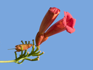 Flowers of the trumpet vine or trumpet creeper (Campsis radicans) is a species of flowering plant...