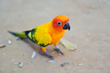 Several colorful parrots are resting on the fence. This lovebird lives in the wild and can be housed with house pets. cute wildlife concept