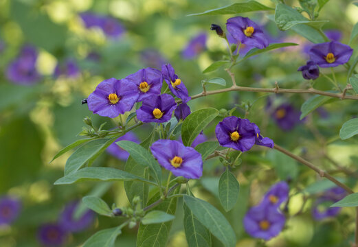 Flowers of the blue potato bush or Paraguay nightshade (Lycianthes rantonnetii), is a flowering plant in the nightshade family Solanaceae, native to South America.