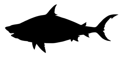 Shark silhouette. Large Megalodon shark is an ancient prehistoric predator. Shark fish monster side view illustration realism isolate.