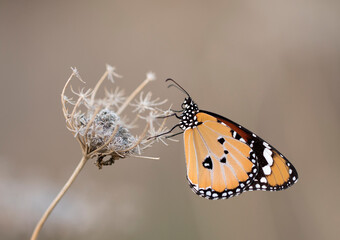 Wing upperunders-side view of a male Danaus chrysippus, also known as the plain tiger, African queen, or African monarch, is a medium-sized butterfly widespread in Asia, Australia and Africa.