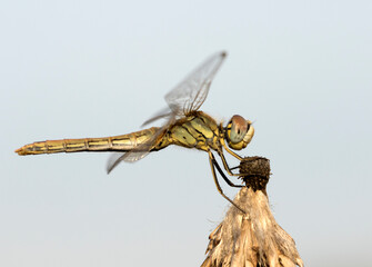 A beautiful dragonfly perching on dry flower in evening time