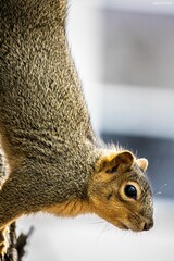 Squirrels of Sacramento