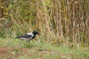 A gray raven captured a Greek walnut tree while standing on the lawn in an autumn park. Preparing the animal world for winter. Gifts of nature in the service of animals and birds. Preservation of urba