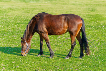 dark brown horse eats grass on a sunny day horse in the meadow