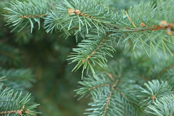 green branches of a Christmas tree close-up,  short needles of a coniferous tree close-up on a green background, texture of needles of a Christmas tree close-up, blue pine branches