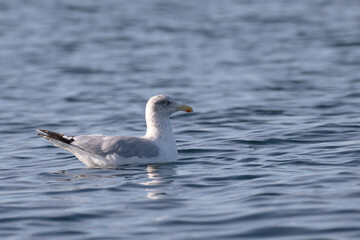 Fototapeta na wymiar A seagull resting and gently floating in the sea.
