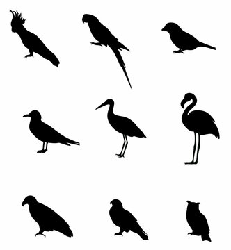 set of bird silhouettes 