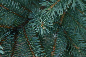 green branches of a Christmas tree close-up,  short needles of a coniferous tree close-up on a green background, texture of needles of a Christmas tree close-up, blue pine branches