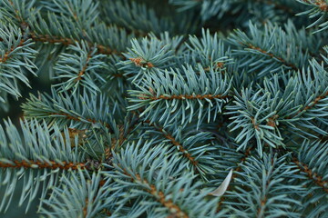 Naklejka na ściany i meble green branches of a Christmas tree close-up, short needles of a coniferous tree close-up on a green background, texture of needles of a Christmas tree close-up, blue pine branches