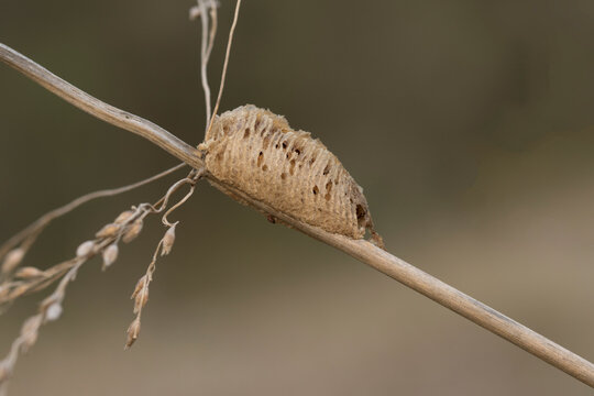 Caccoon of the European Praying Mantis (Mantis religiosa)