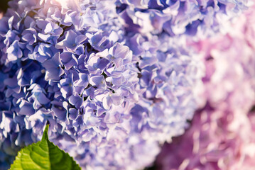 Blue and pink hydrangea flowers, close-up, flooded with sunlight. Floral background.
