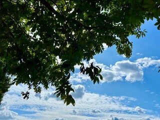 雲や葉が空を覆っています。 緑と青のコントラストが美しい。 ローアングル