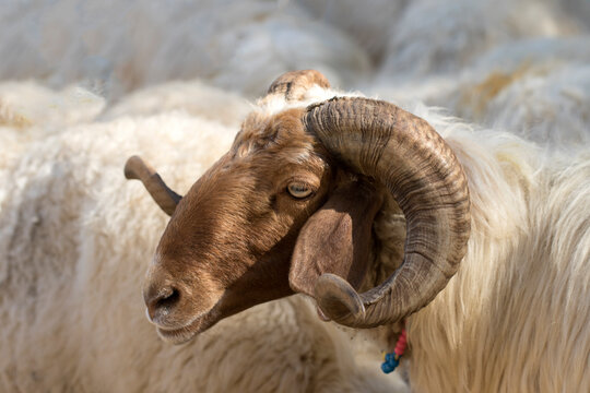 Profile view of a yearling ram of the Awassi sheep breed 