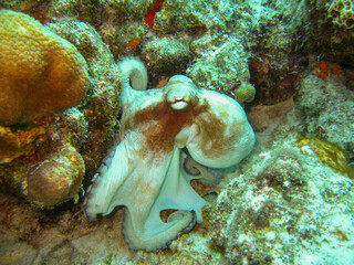 Oktopus an einem Riff vor Bonaire