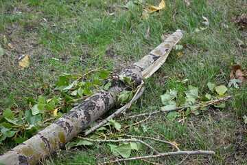 splintered tree trunk, broken tree trunk cottonwood, tree trunk after a hurricane, broken poplar...