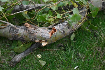 splintered tree trunk, broken tree trunk cottonwood, tree trunk after a hurricane, broken poplar trunk on green grass, splintered tree trunk