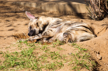 Striped Hyaena.
 The body color varies from light yellow to brown and gray with transverse dark stripes on the body. There is a mane of coarse coarse hair on the back.