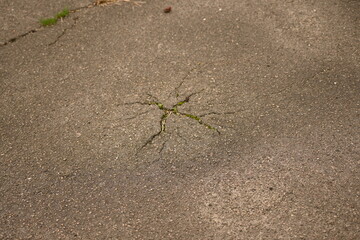 green moss lichen in cracks on asphalt, road surface in cracks from global warming, concrete gray road surface, long holes in the surface, yellow moss, moss blossom	
