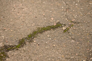 background of cracks on asphalt, green moss lichen in cracks on asphalt, road surface in cracks from global warming, concrete gray road surface, long holes in the surface	
