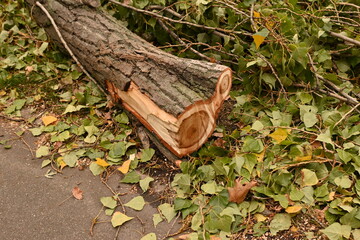 fallen broken tree after a hurricane, cut tree trunk on the ground, broken tree trunk 