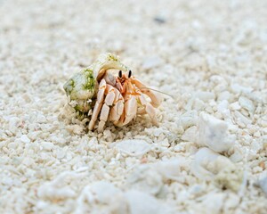 Small shelled up hermit crab resting on a sandy beach