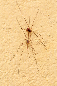 Couple of spiders or reaper on the wall. Opilion.