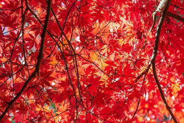 Looking up at an abundance of colourful maple leaves, in the autumn sunshine