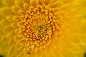 
yellow symmetrical flower chrysanthemum close up, Yellow daisy flower close-up, macro chrysanthemum flower