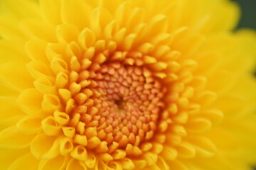 
yellow symmetrical flower chrysanthemum close up, Yellow daisy flower close-up, macro...