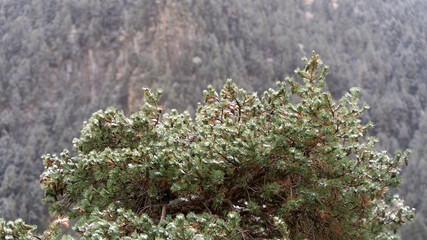 
green pine of the Pyrenees, covered with little snow
