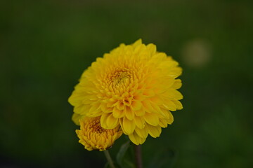 yellow symmetrical flower chrysanthemum close up, Yellow daisy flower close-up, macro chrysanthemum flower	
