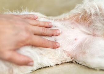 Hand petting dog's belly. Phantom pregnancy or female dog heating concept. - obrazy, fototapety, plakaty