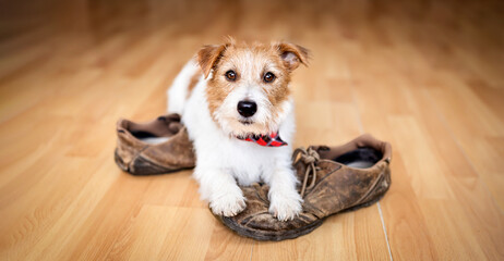 Banner of a cute pet dog puppy as listening after chewing shoes - obrazy, fototapety, plakaty