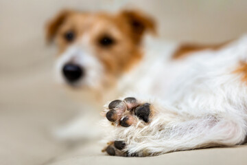 Paws of a cute jack russell terrier dog. Pet care.