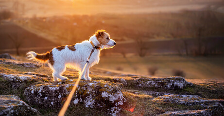 Happy jack russell terrier dog standing on a rock. Travelling, outdoor nature hiking, walking with pet. Sunset, sunrise banner.