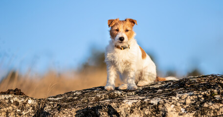 Happy jack russell terrier dog sitting on a rock. Travelling, outdoor nature hiking, walking with pet, web banner.