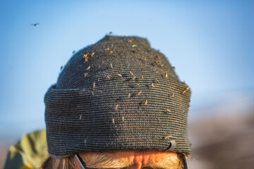 Many mosquitoes on a hat