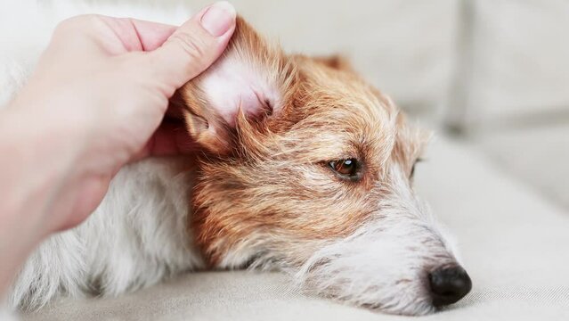 Owner's hand checking her healthy dog's ear. Pet care.