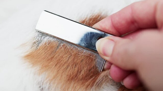 Owner checking her dog's fur hair with a flea tick remover comb. Pet care.