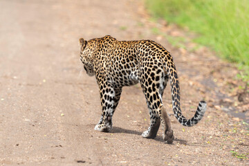 Léopard, Panthère, Panthera pardus, Afrique du Sud