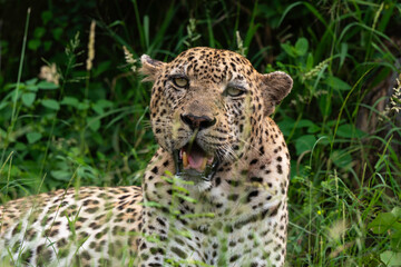 Léopard, Panthère, Panthera pardus, Afrique du Sud