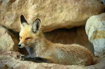 Renard roux, Vulpes vulpes