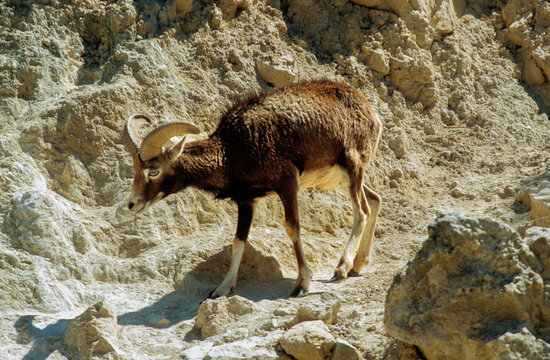 Mouflon corse , Ovis aries musimon