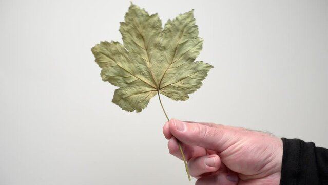Hand holding a dry maple leaf against white background, seasonal autumn or fall concept