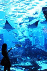 girl silhouette next to big fish in the aquarium. Selective focus. Beautiful background