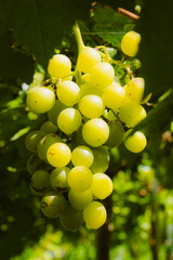 vineyard in Ninh Thuan, Vietnam