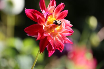 Red dahlia flower in the garden. Red flowers. Beautiful picture of red dahlia. Wallpaper with beautiful dahlia flower.